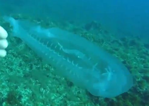 Δύτης έμεινε κόκκαλο από διάφανο ψάρι