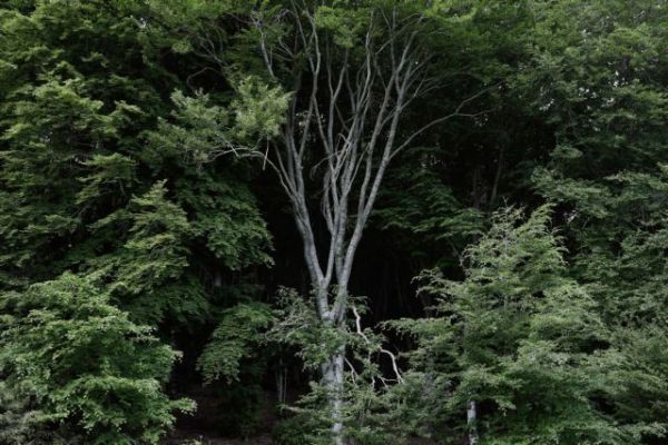Adopt-A-Tree: Πώς μπορείς να υιοθετήσεις ένα δέντρο στο δήμο Αθηναίων