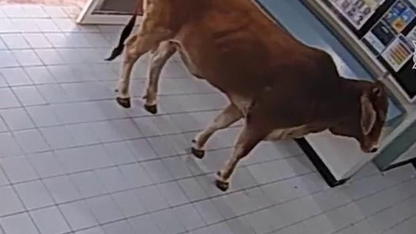 Αγελάδα μπήκε σε τμήμα και... παραδόθηκε για selfies με αστυνομικούς