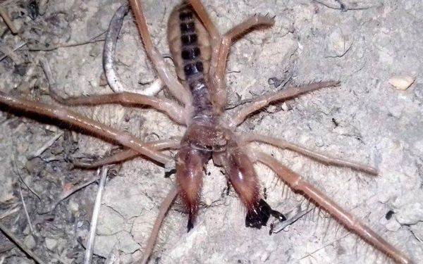 Camel Spider: Η αράχνη τέρας που «κόβει» βόλτες και στην Ελλάδα – Πόσο επικίνδυνη είναι