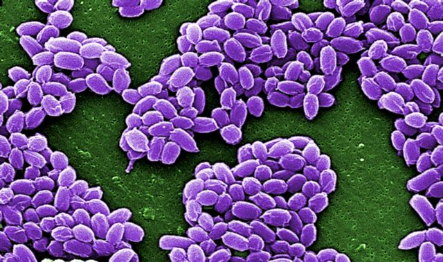 Κατά λάθος ανακάλυψη: Βρήκαν βακτήρια που τρέφονται με μέταλλο