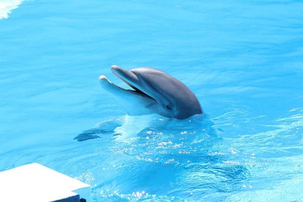 Δελφίνια : Μαθαίνουν όχι μόνο από τη μητέρα αλλά και από τα πιο έμπειρα μέλη της αγέλης