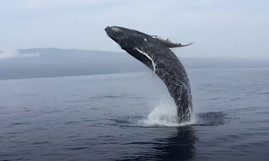 Η απίστευτη «πιρουέτα» μπλε φάλαινας στον αέρα