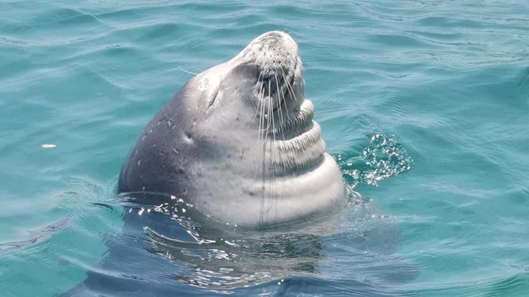 Χαριτωμένη φώκια χαλαρώνει στις ακτές της Κορινθίας