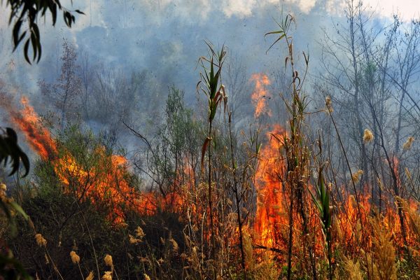 Πυρκαγιά στην Κνωσό κοντά σε κατοικημένη περιοχή – Μάχη με τις φλόγες και στην Κάρυστο