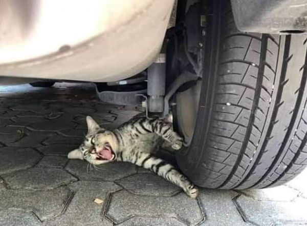 Γάτος με Όσκαρ καλύτερου ρόλου