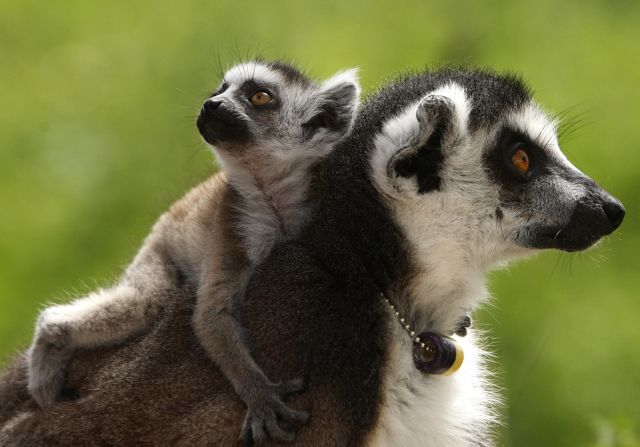Με εξαφάνιση απειλούνται οι λεμούριοι της Μαδαγασκάρης
