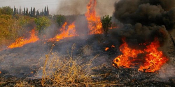 Υπό μερικό έλεγχο τέθηκε η μεγάλη πυρκαγιά στην Ηλεία [Εικόνες]