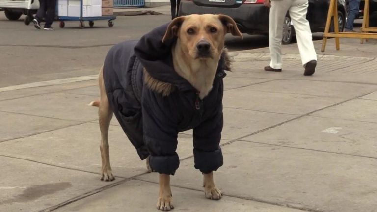 Σκύλος περιμένει το αφεντικό του που έχει μολυνθεί με κοροναϊό έξω από νοσοκομείο