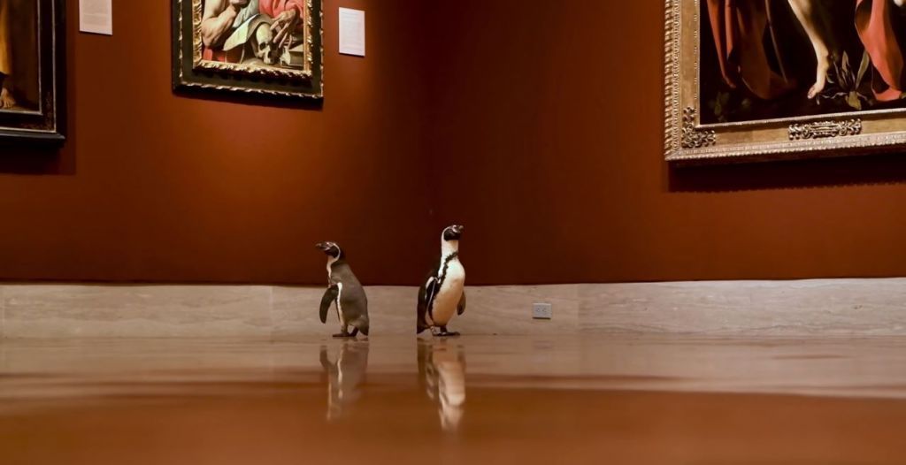 Όταν οι πιγκουίνοι πήγαν επίσκεψη στο… μουσείο