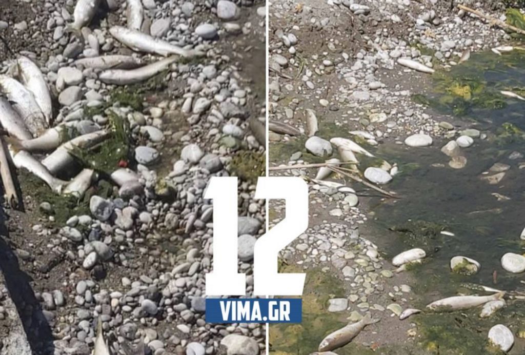 Ρόδος: Νεκρά ψάρια ξεβράστηκαν στην όχθη του ποταμού Κρεμαστής