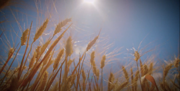 Θέρισμα, θέρος, θεριστής