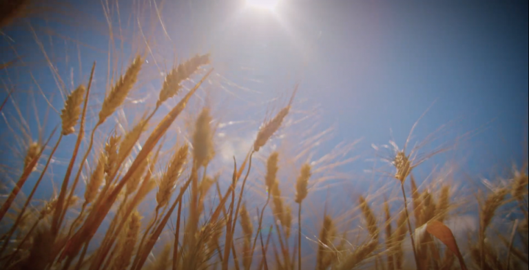 Θέρισμα, θέρος, θεριστής