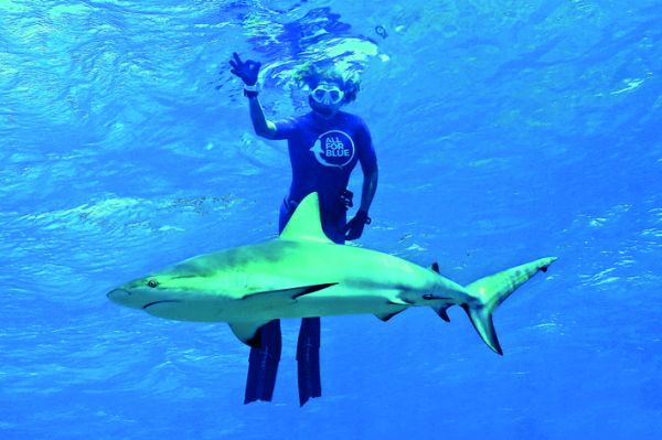 Κολυμπώντας με τους καρχαρίες
