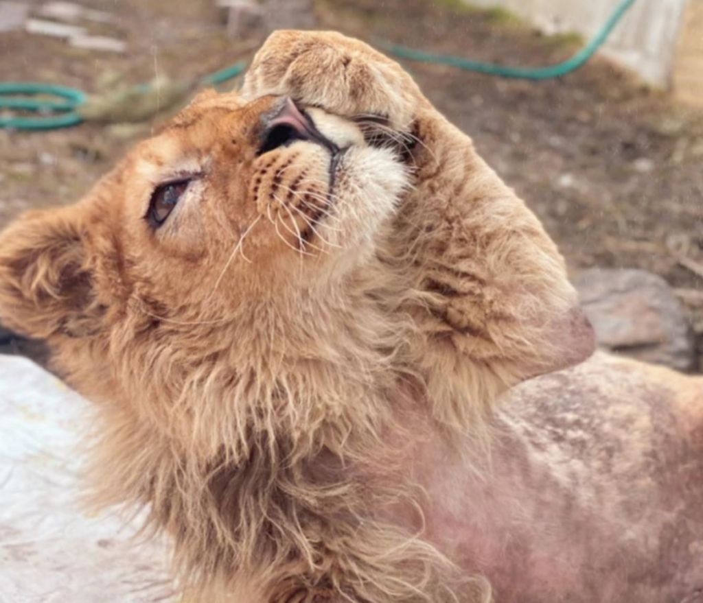 Τραγικό : Έσπασαν τα πόδια σε λιονταράκι για να φωτογραφίζονται μαζί του οι τουρίστες
