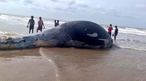 Αποτρόπαιο θέαμα στον Κόλπο της Βεγγάλης: Ξεβράστηκε στην ακτή νεκρή φάλαινα