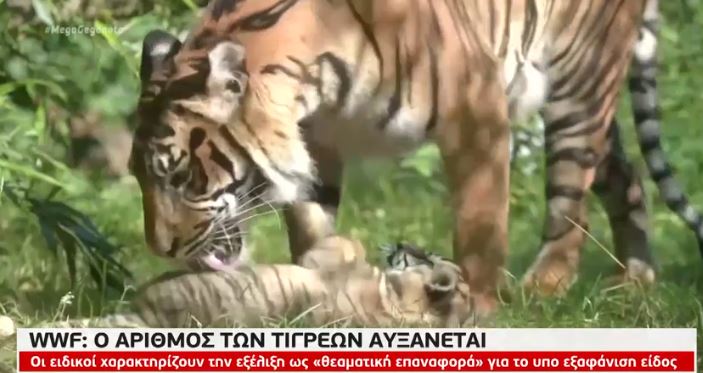 Αυξάνεται ο αριθμός των τίγρεων σύμφωνα με την WWF