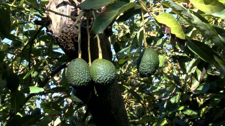 Αβοκάντο με… κρητική «ταυτότητα»