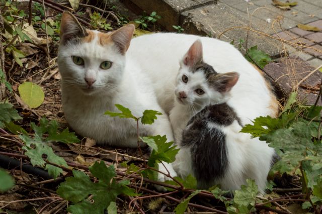 Απίστευτη καταγγελία στην Εύβοια: Ιερέας χτύπησε γυναίκα επειδή πήγε να ταΐσει γάτες