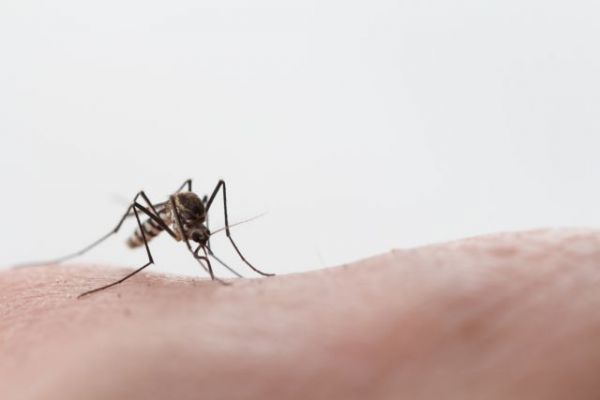 Ιός δυτικού Νείλου: Εντοπίστηκε κρούσμα στην Καβάλα