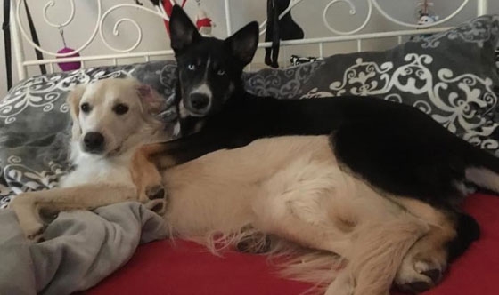 Από αδέσποτα στην Αλεξανδρούπολη σε σκυλιά – θεραπευτές στη Γερμανία