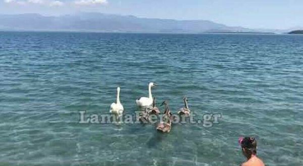 Φθιώτιδα: Οι κύκνοι που έγιναν ατραξιόν
