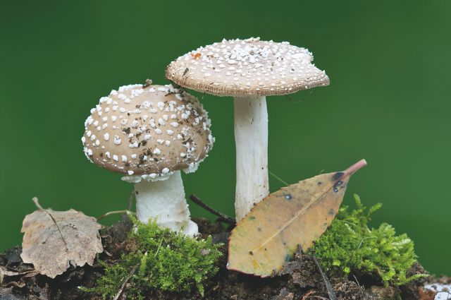 Φλώρινα: Πέθανε ο μαθητής που δηλητηριάστηκε από μανιτάρια