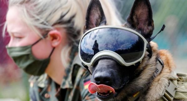 Νέα έρευνα : Οι σκύλοι μπορούν να μυρίσουν… τον κοροναϊό