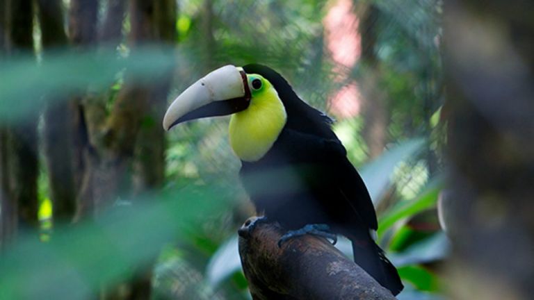 Η Grecia, το τουκάν με το προσθετικό ράμφος