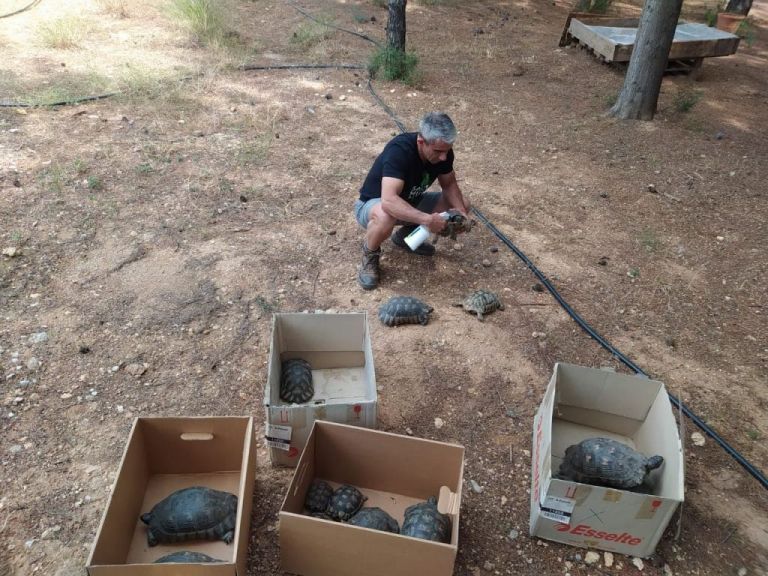 Ελληνικό : Οι τετράποδοι κάτοικοί του πρέπει να απομακρυνθούν