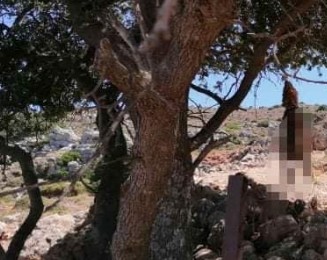 Απίστευτη κτηνωδία: Έγδαραν και κρέμασαν σκύλους σε δέντρα [σκληρές εικόνες]