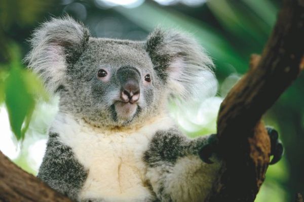 Κοάλα «χαστούκισε» κύπριο βουλευτή του – Η αντίδρασή του