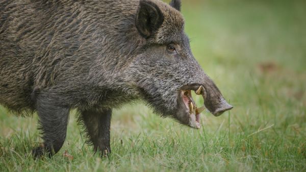 Γυμνιστής κυνηγάει αγριογούρουνο που του πήρε το laptop