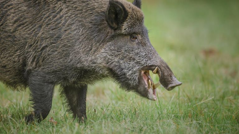 Γυμνιστής κυνηγάει αγριογούρουνο που του πήρε το laptop