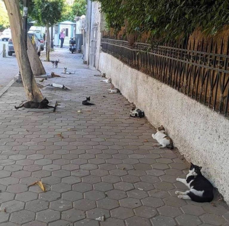 Μόσιαλος : Ακόμη και οι γάτες κατάλαβαν ότι είναι απαραίτητη η φυσική απόσταση