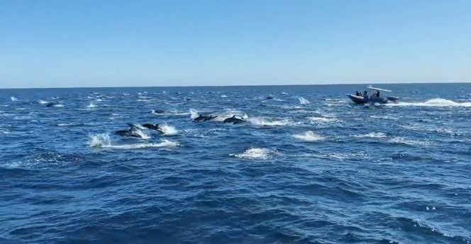 Καλιφόρνια: Εκατοντάδες δελφίνια έκλεψαν την παράσταση