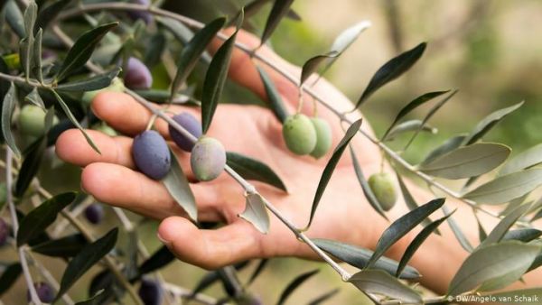 Η κλιματική αλλαγή απειλεί την ελιά και το κρασί