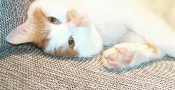 Απλά δεν υπάρχει: Γάτος παίζει πιάνο για να πείσει πως ήρθε η ώρα του φαγητού