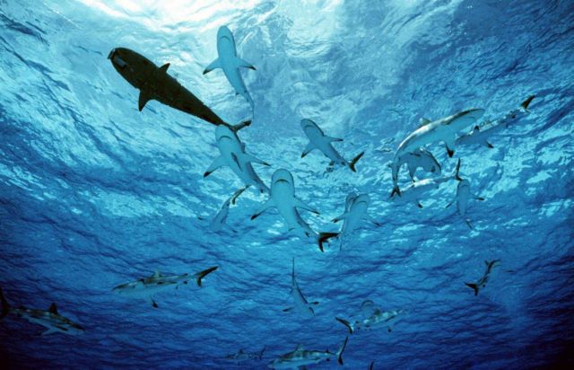 Αγωνία για την παγκόσμια κληρονομιά των Γκαλαπάγκος : Κινέζοι αλιείς ψαρεύουν προστατευόμενα είδη