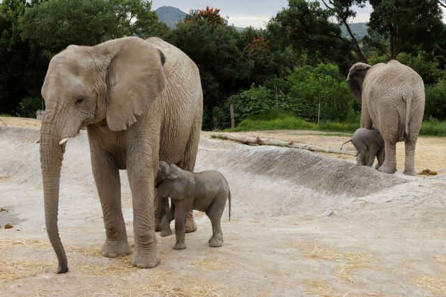 Πολωνία : Χορηγούν κάνναβη σε… ελέφαντες για μείωση του στρες