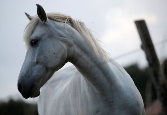 Φρικιαστικό : Άγνωστοι ακρωτηριάζουν άλογα στη Γαλλία – Σατανιστικές τελετές υποψιάζονται οι αρχές