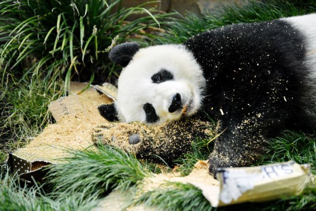 Σπάνιο πάντα γεννήθηκε στον ζωολογικό κήπο του Βερολίνου