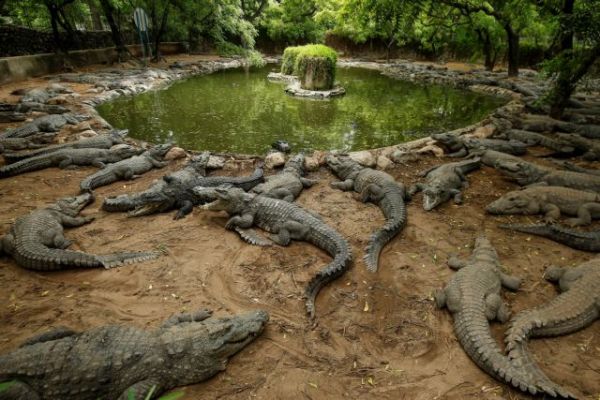 «Κροκόδειλοι του τρόμου» : Ερπετά σε μέγεθος… λεωφορείου κατοικούσαν κάποτε στη γη