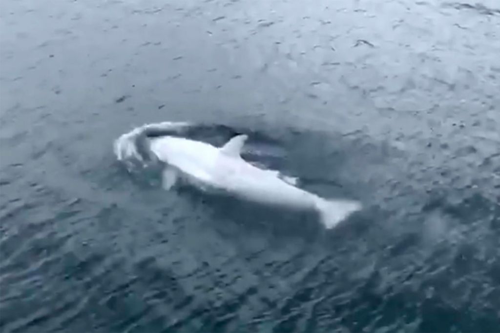 Εντυπωσιακό θέαμα: Λευκή φάλαινα-δολοφόνος στα παγωμένα νερά της Αλάσκας