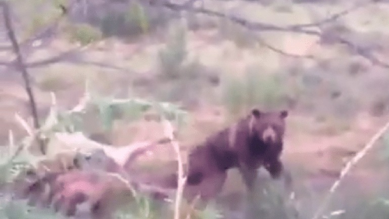 Σοκαριστικό βίντεο : Τετ α τετ αρκούδας με άνθρωπο σε κατοικημένη περιοχή των Τρικάλων