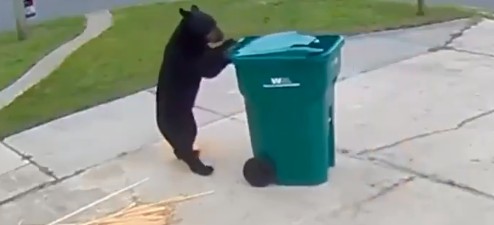 Αρκούδα «παρκάρει» κάδο σκουπιδιών στα δύο της πόδια