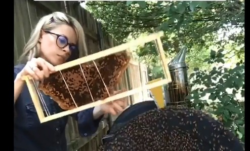 Ατρόμητη μελισσοκόμος: Πιάνει αποικία μελισσών χωρίς κανένα προστατευτικό