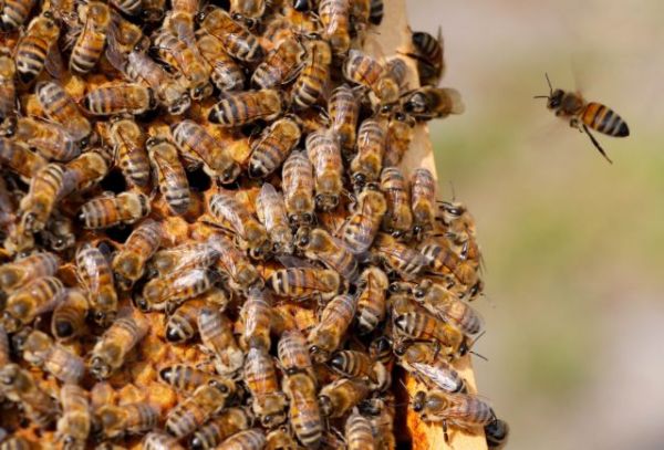 Με εξαφάνιση απειλούνται οι μέλισσες