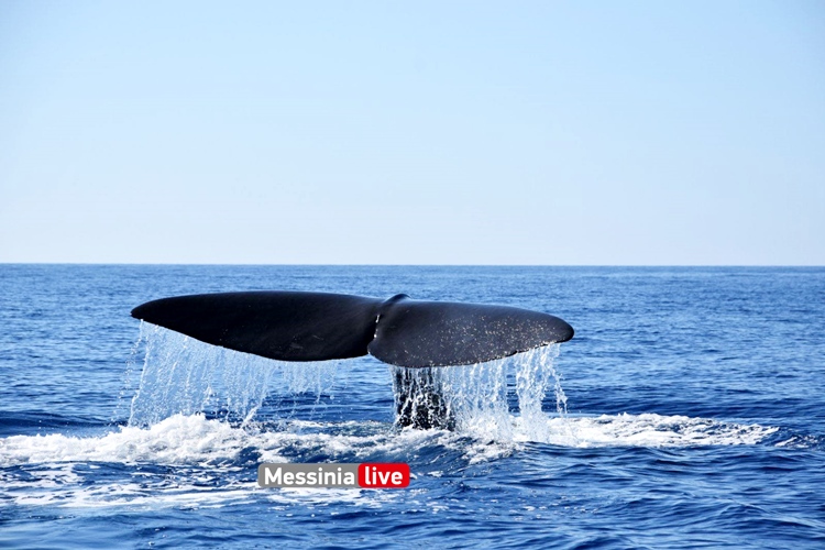 Μάνη: Η στιγμή που φάλαινα 20 μέτρων αναδύεται πλάι σε σκάφος στον Μέζαπο
