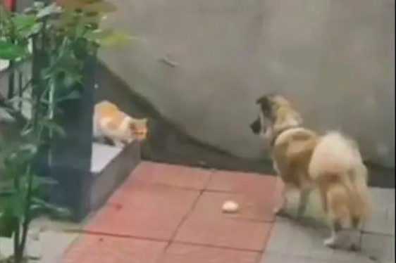 Συγκινητικό: Σκύλος μοιράζεται το φαγητό του με αδέσποτη γάτα